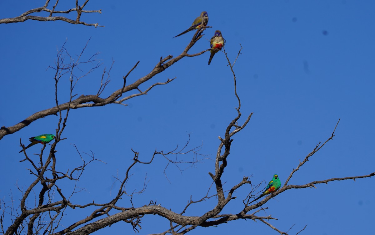 Mulga Parrot - ML620473830