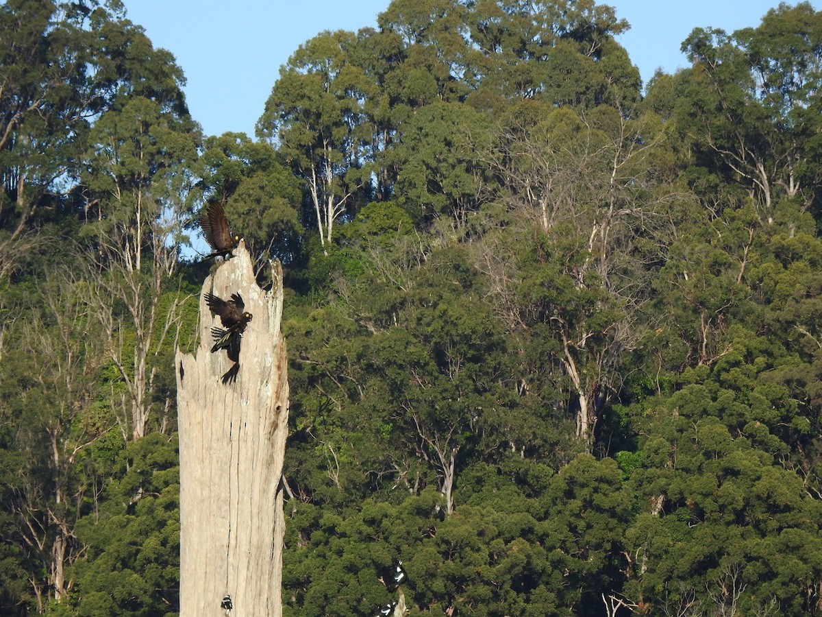 Cacatúa Fúnebre Coliamarilla - ML620473833