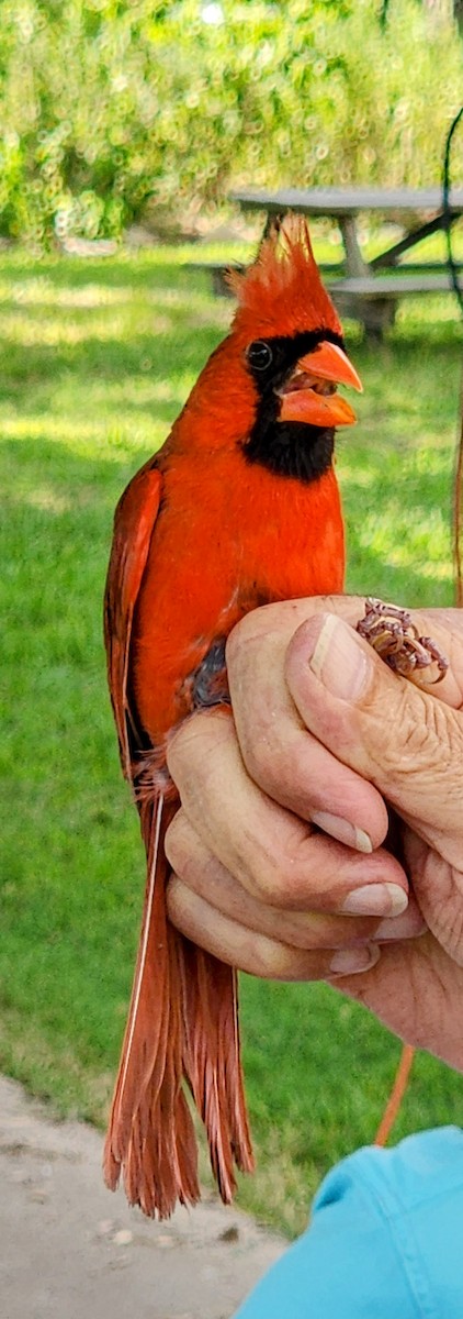 Northern Cardinal - ML620473835