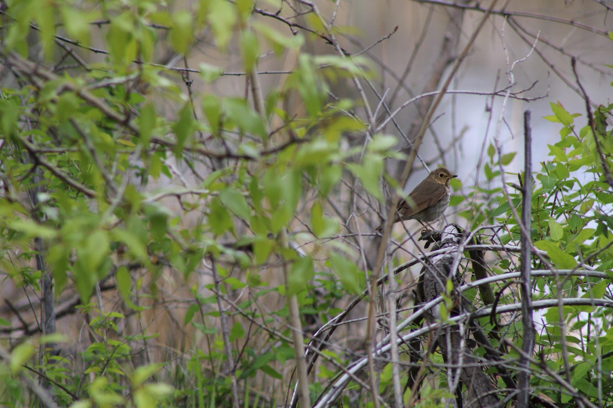 Swainson's Thrush - ML620473837