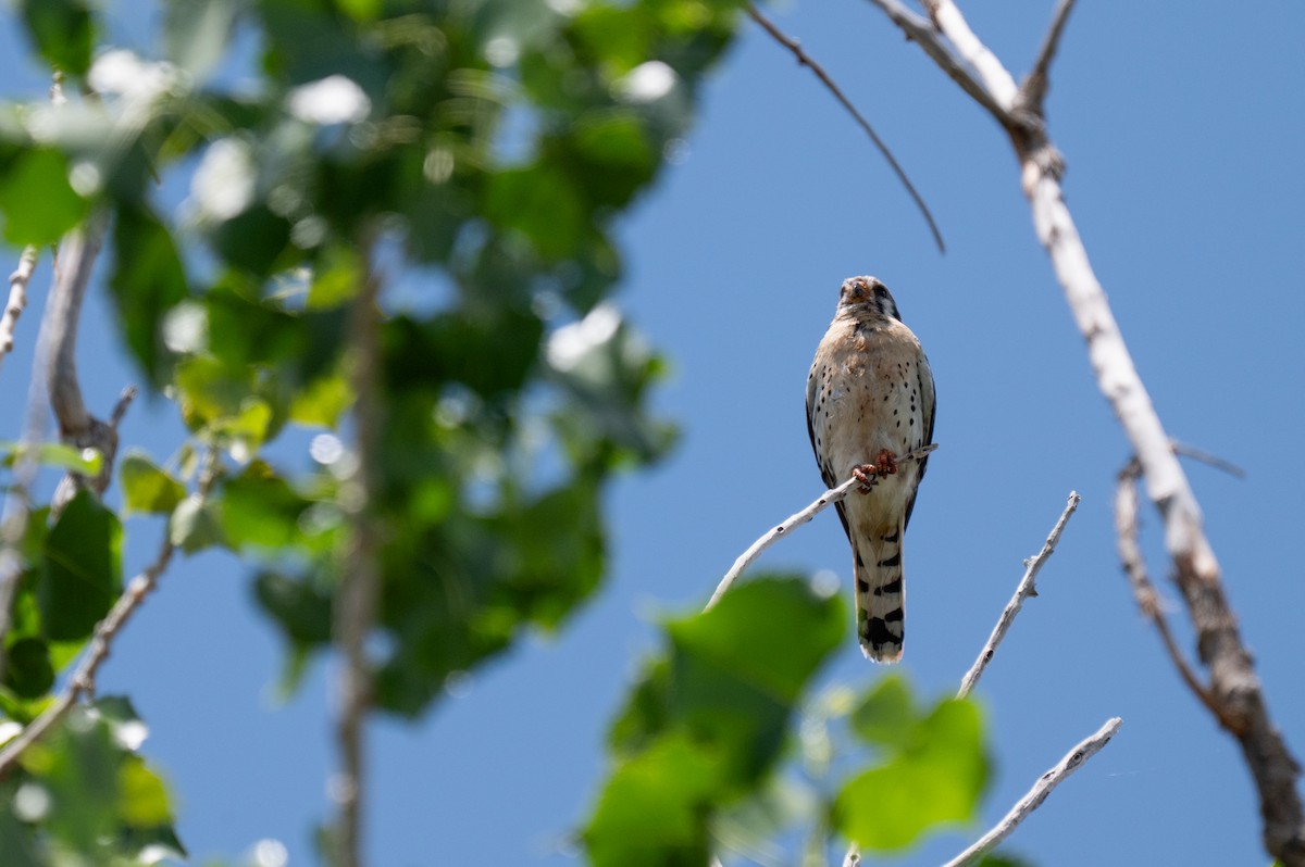 American Kestrel - ML620473843