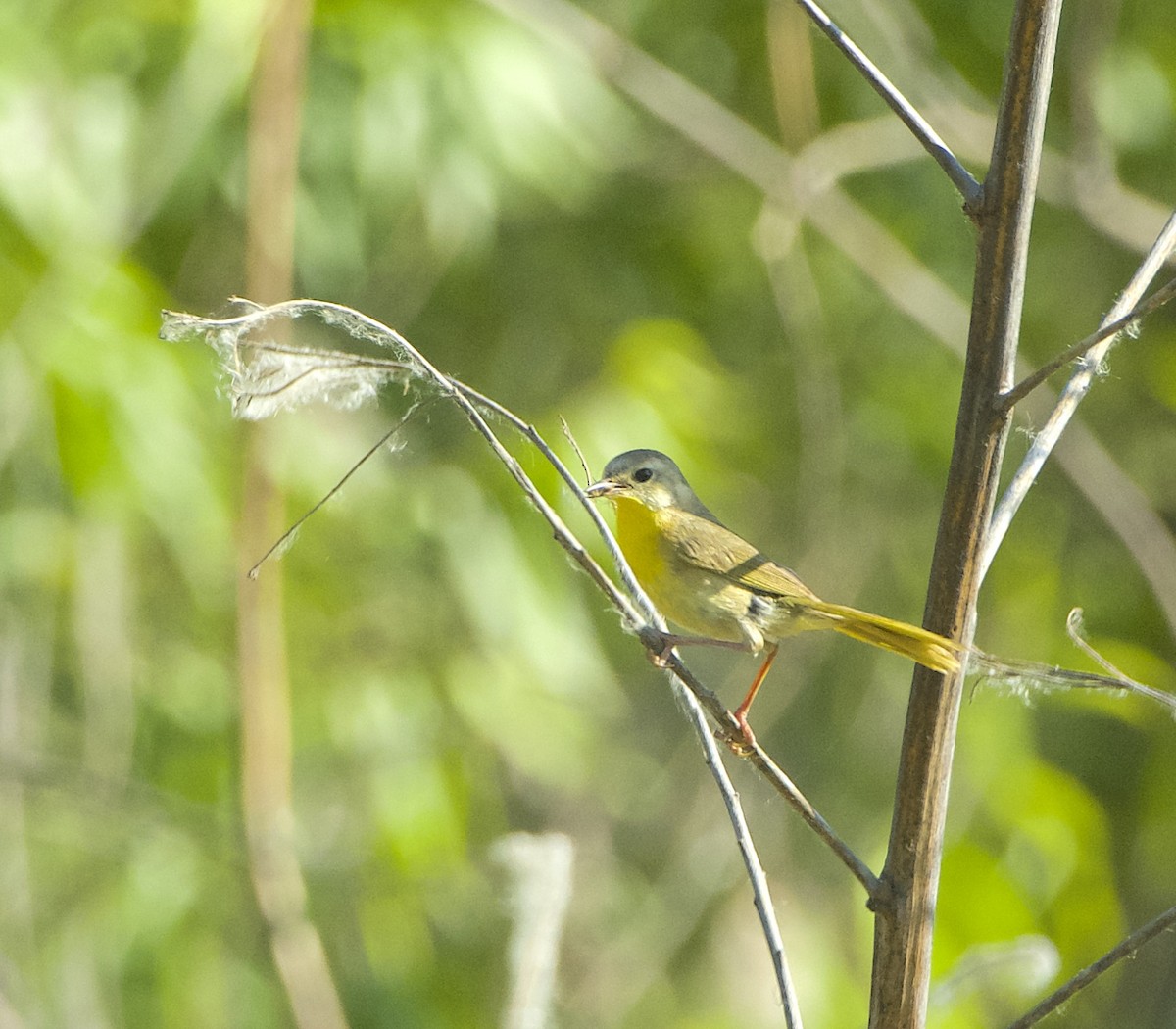 Common Yellowthroat - ML620473844