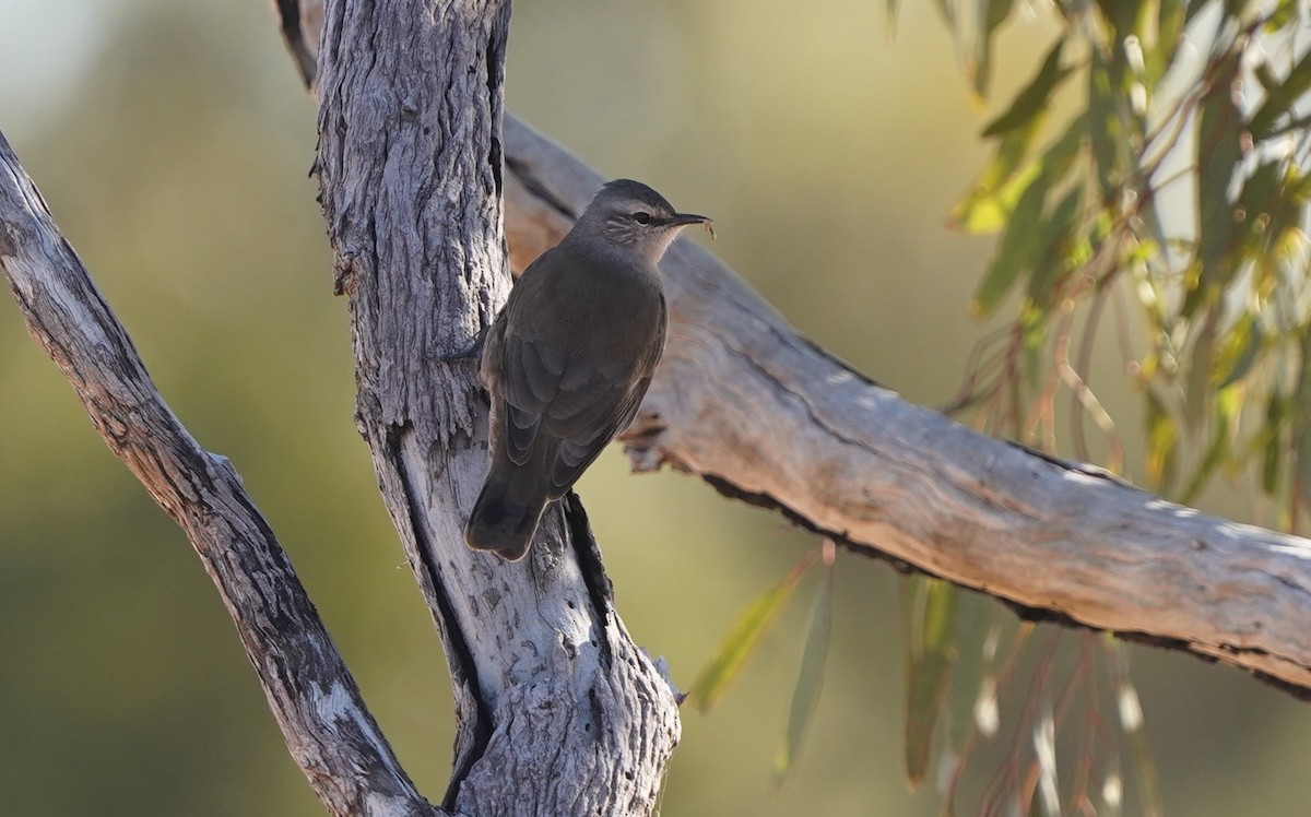 White-browed Treecreeper - ML620473846