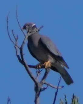 Band-tailed Pigeon - ML620473848