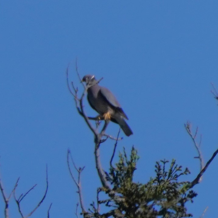 Band-tailed Pigeon - ML620473849