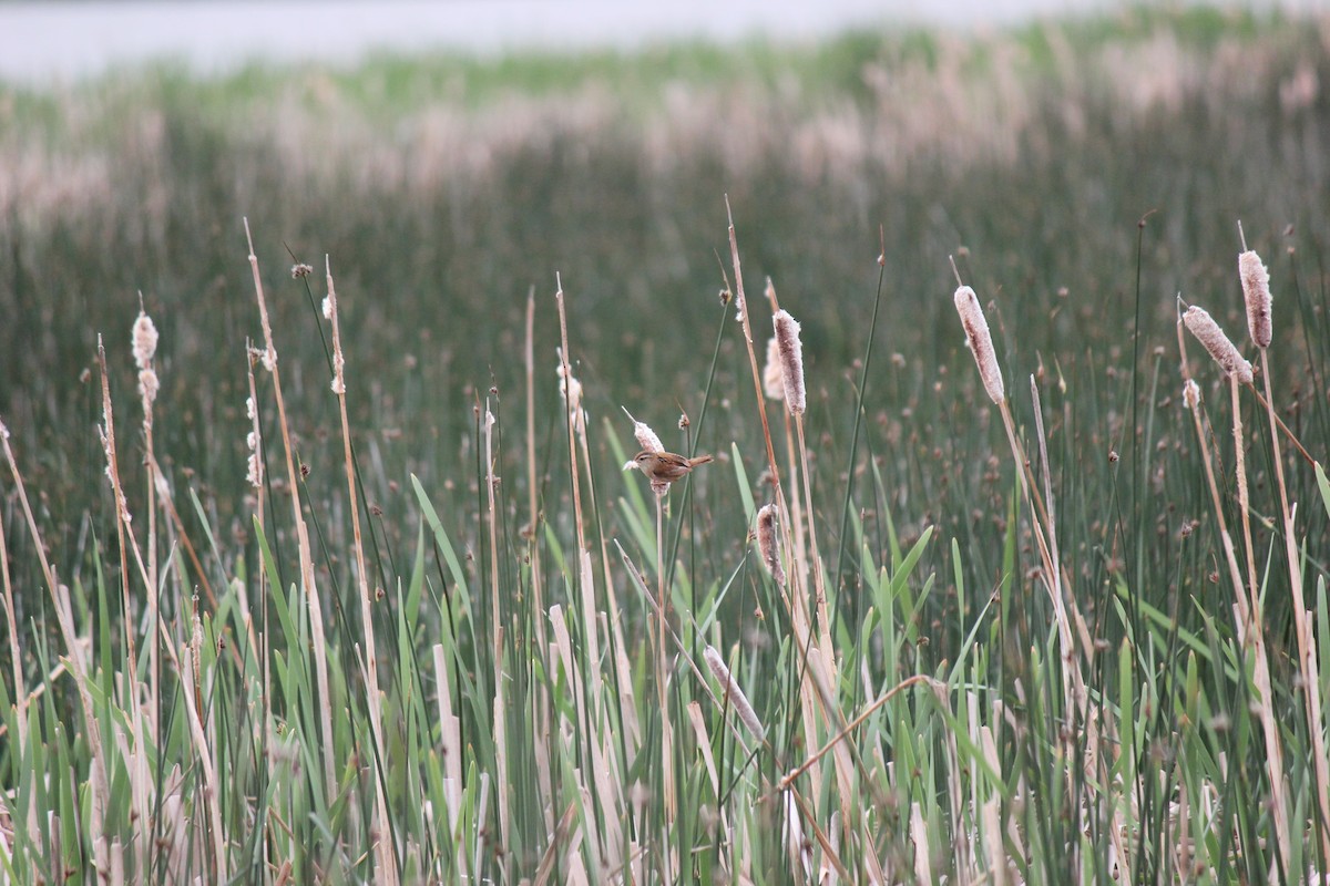 Marsh Wren - ML620473850