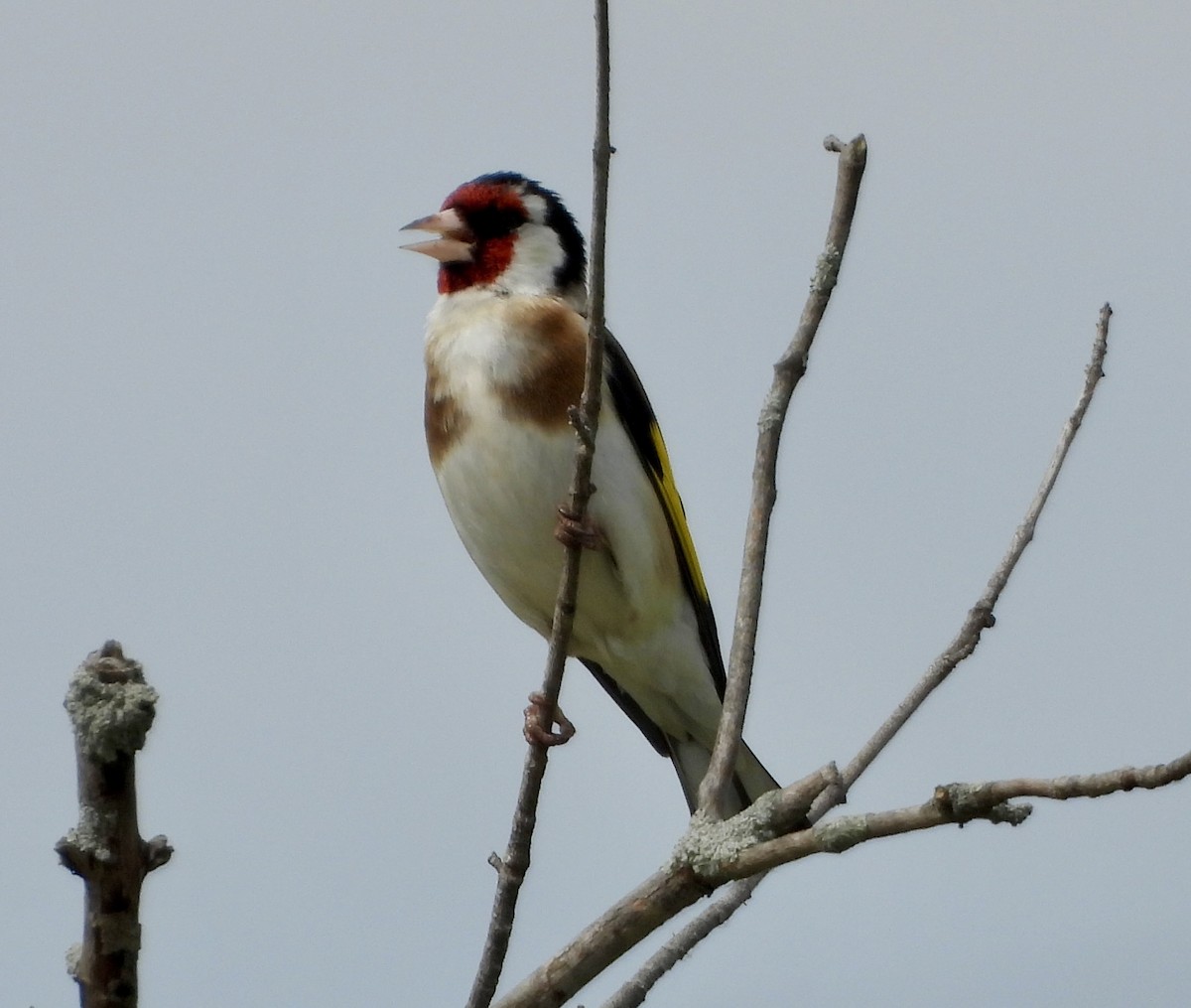 Chardonneret élégant - ML620473852