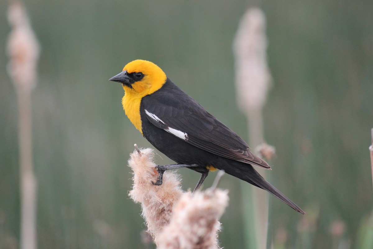 Yellow-headed Blackbird - ML620473857