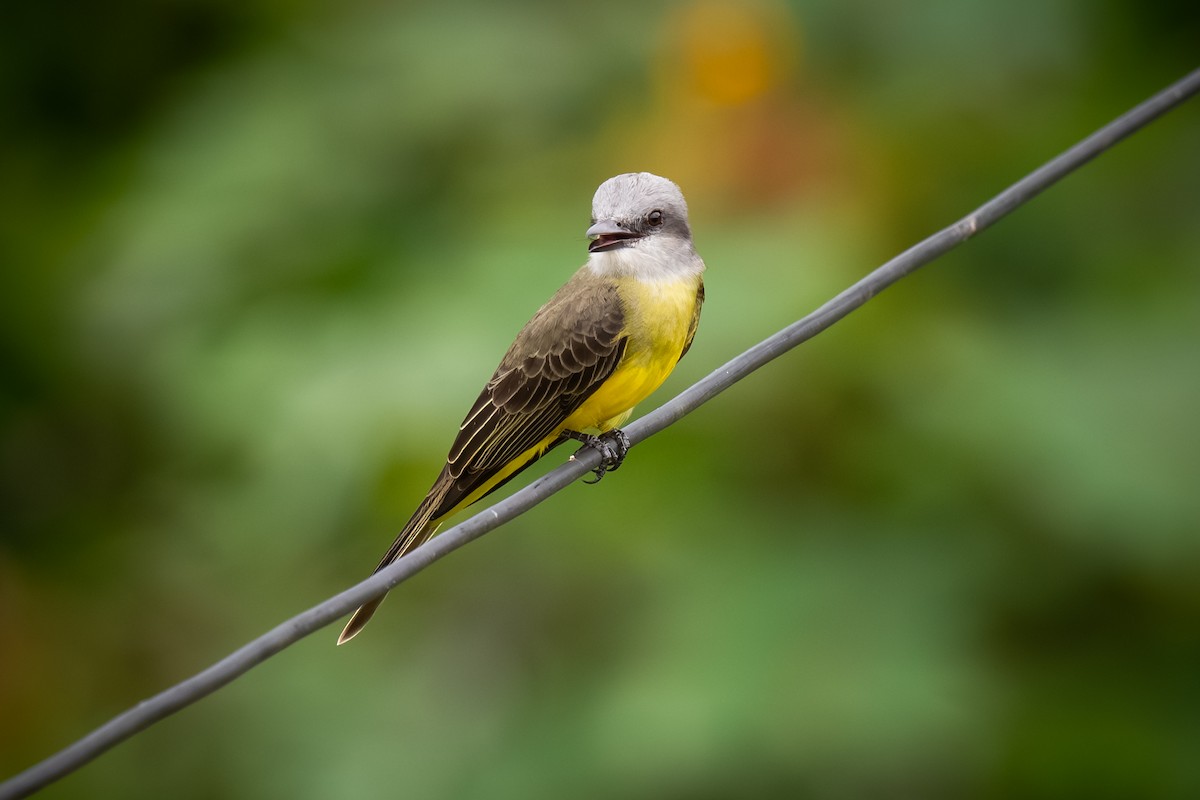 Tropical Kingbird - ML620473865