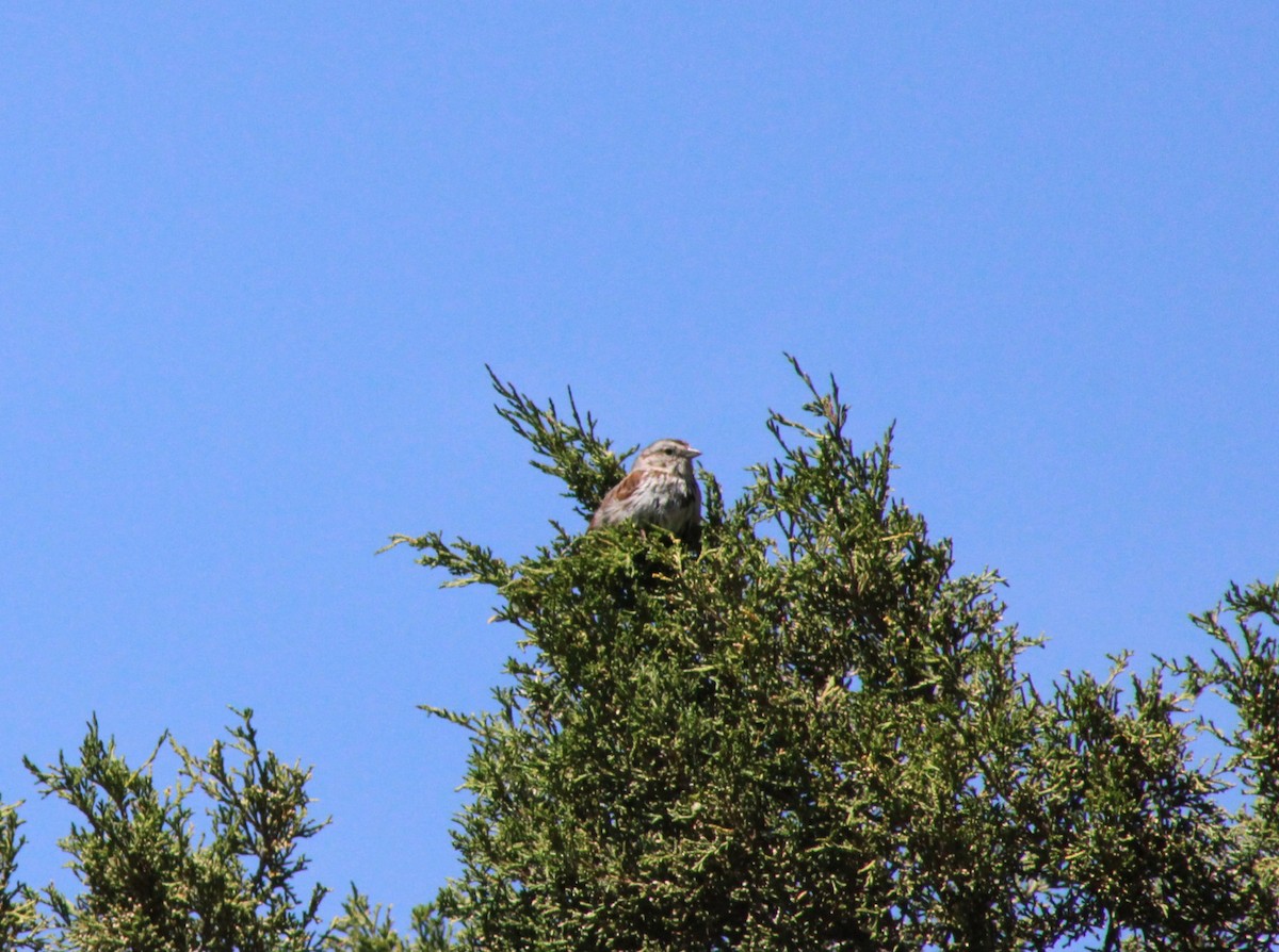 Song Sparrow - ML620473867