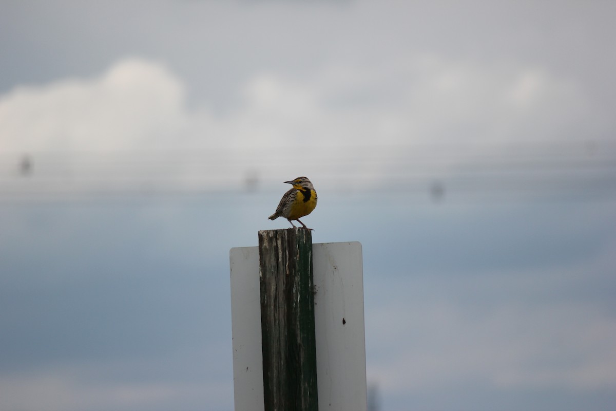 Western Meadowlark - ML620473870