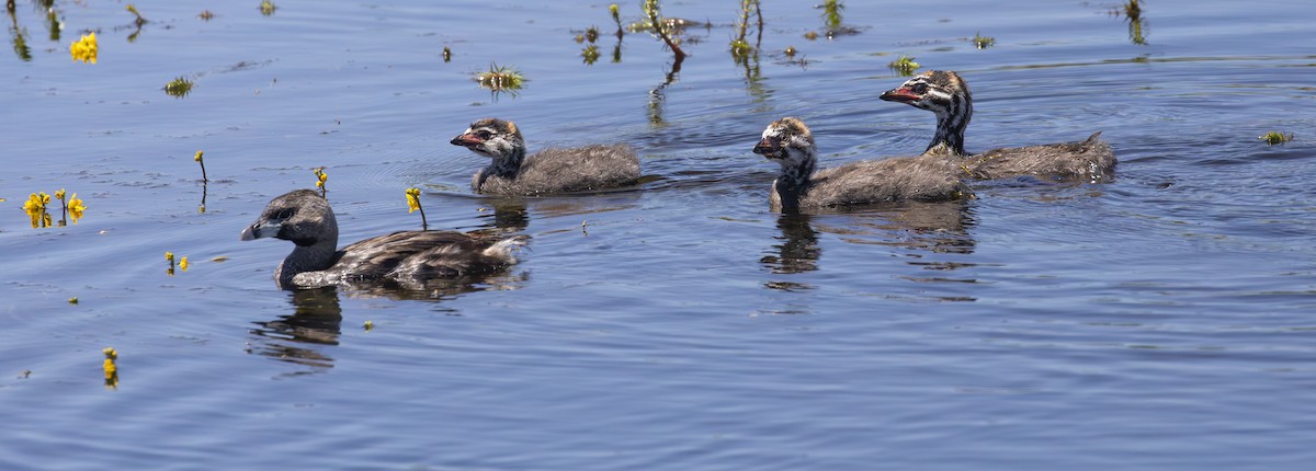 Pied-billed Grebe - ML620473871