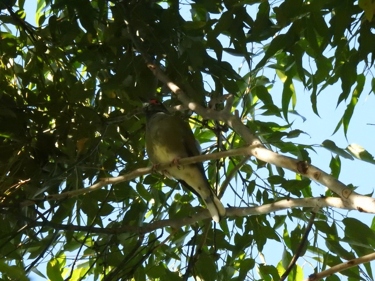 Australasian Figbird - ML620473872