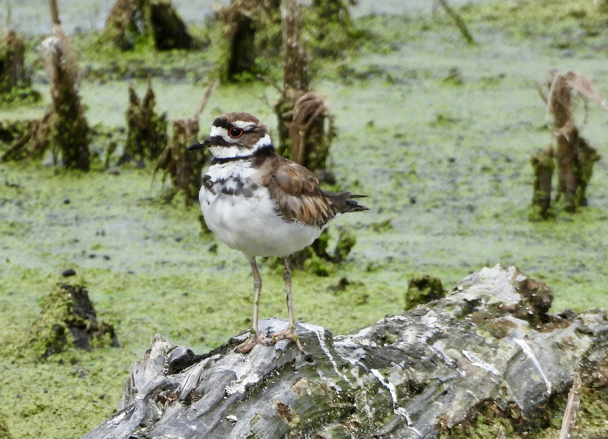 Killdeer - ML620473874