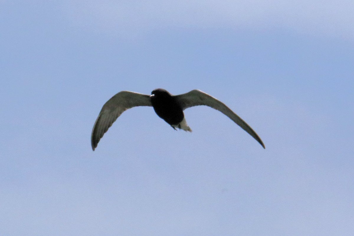 Black Tern - ML620473877