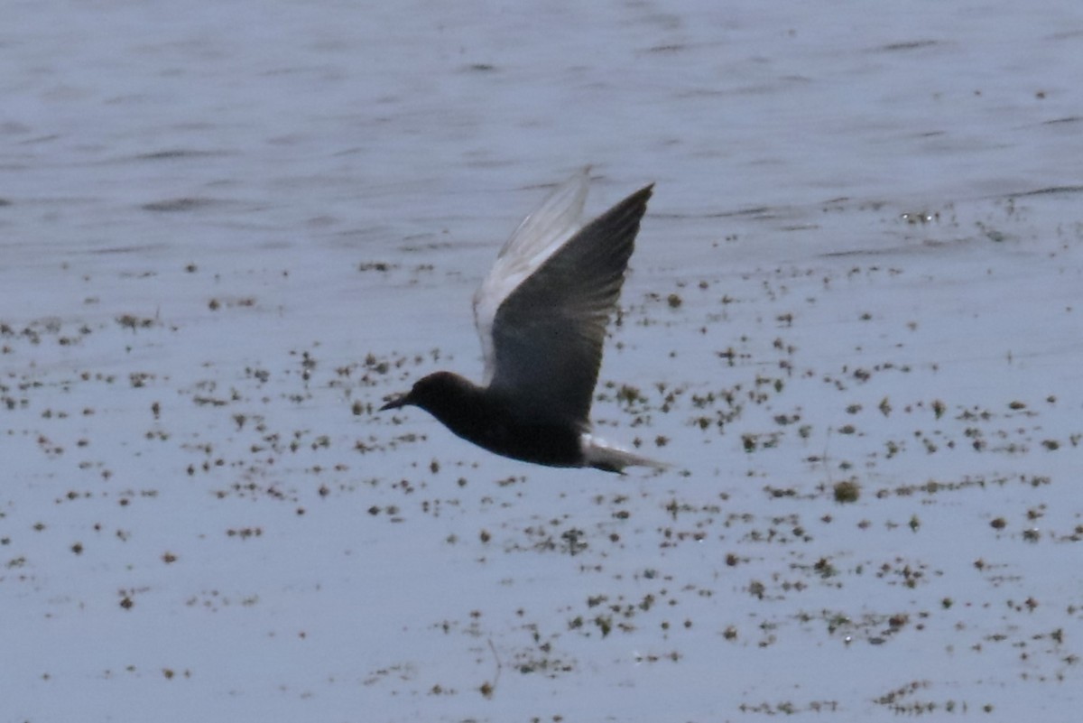 Black Tern - ML620473878