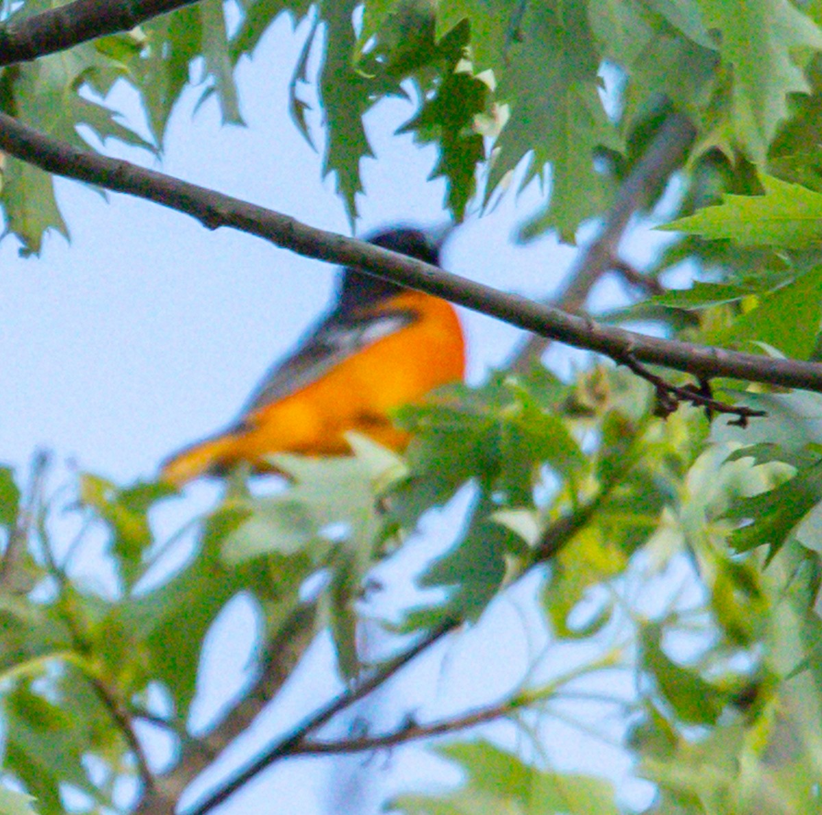 Oriole de Baltimore - ML620473880