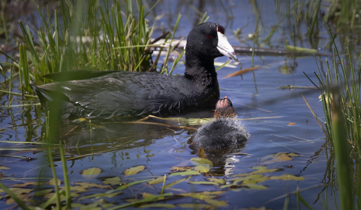 American Coot - ML620473882