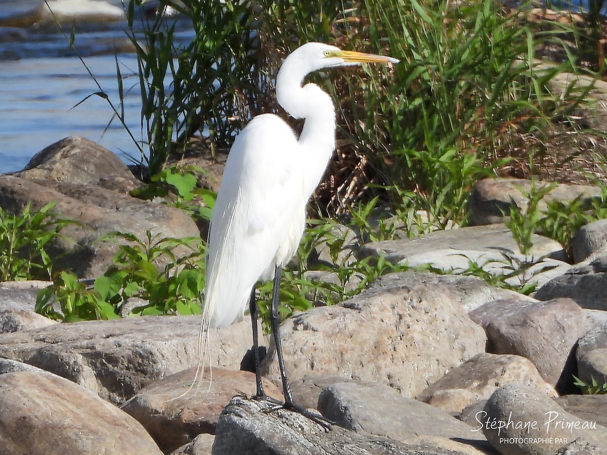 Great Egret - Stéphane Primeau