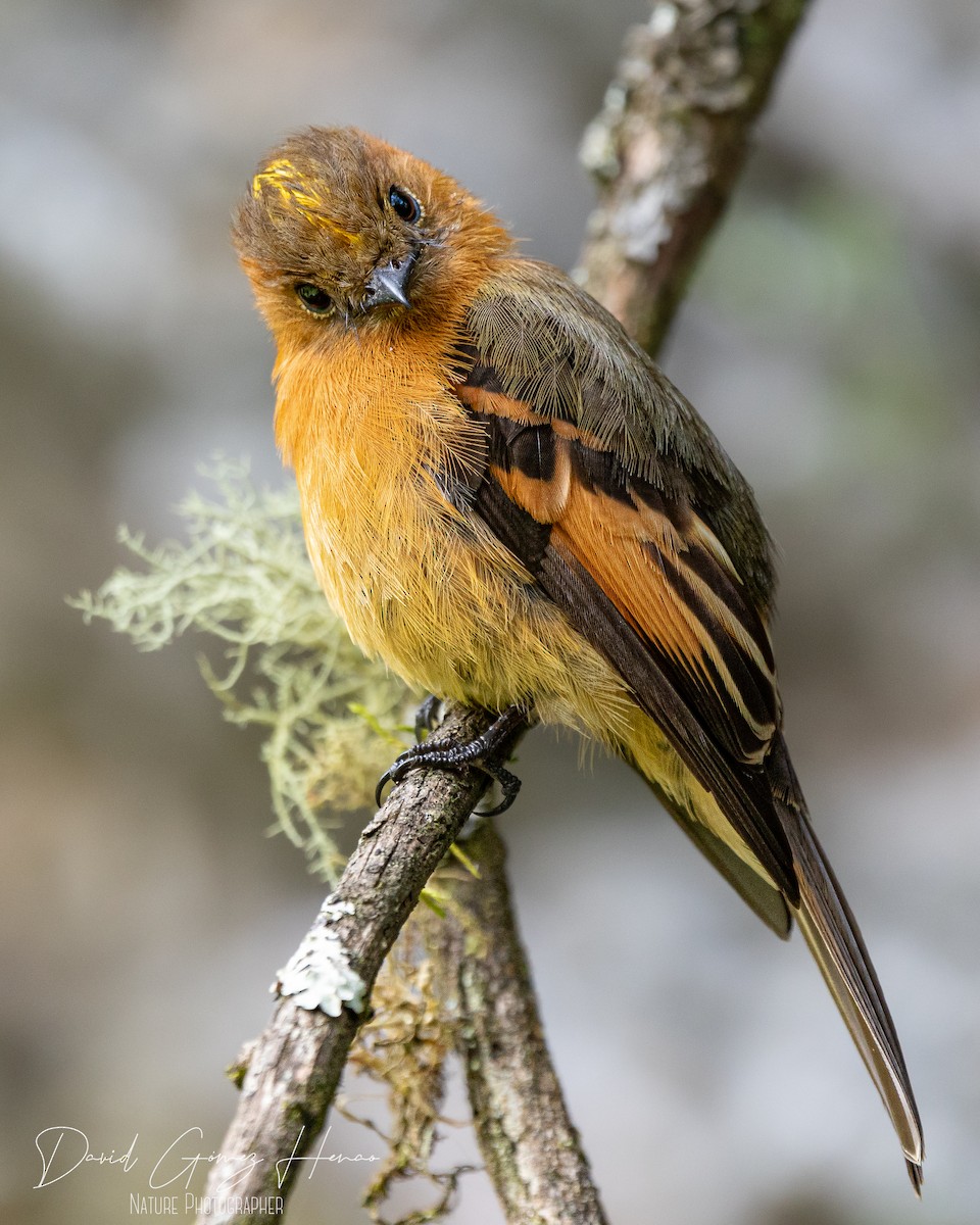 Cinnamon Flycatcher - ML620473884