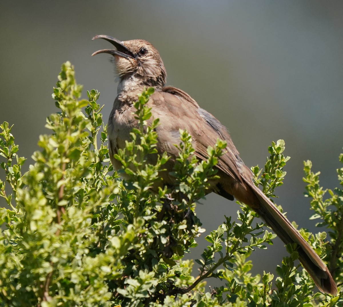 California Thrasher - ML620473893