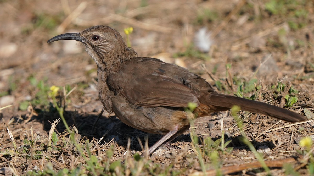 California Thrasher - ML620473895