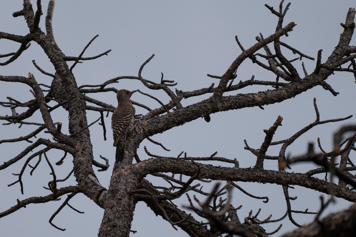 Northern Flicker - ML620473897