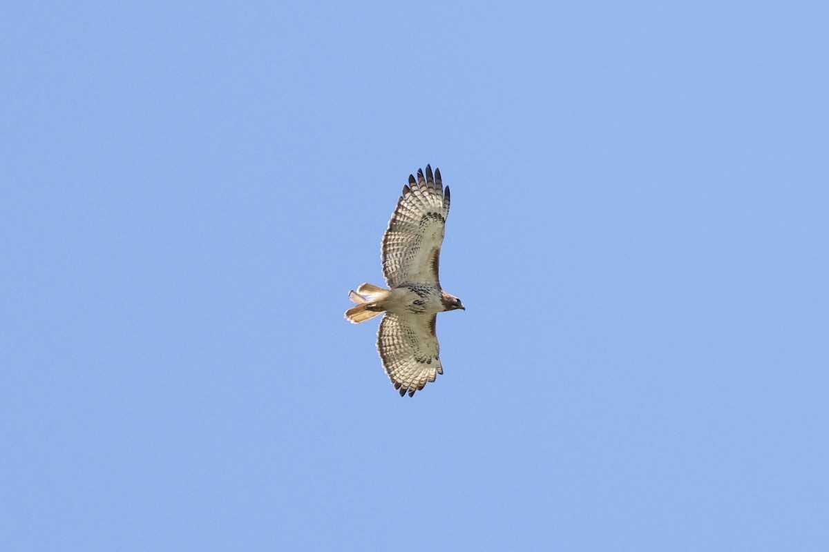 Red-tailed Hawk - ML620473900