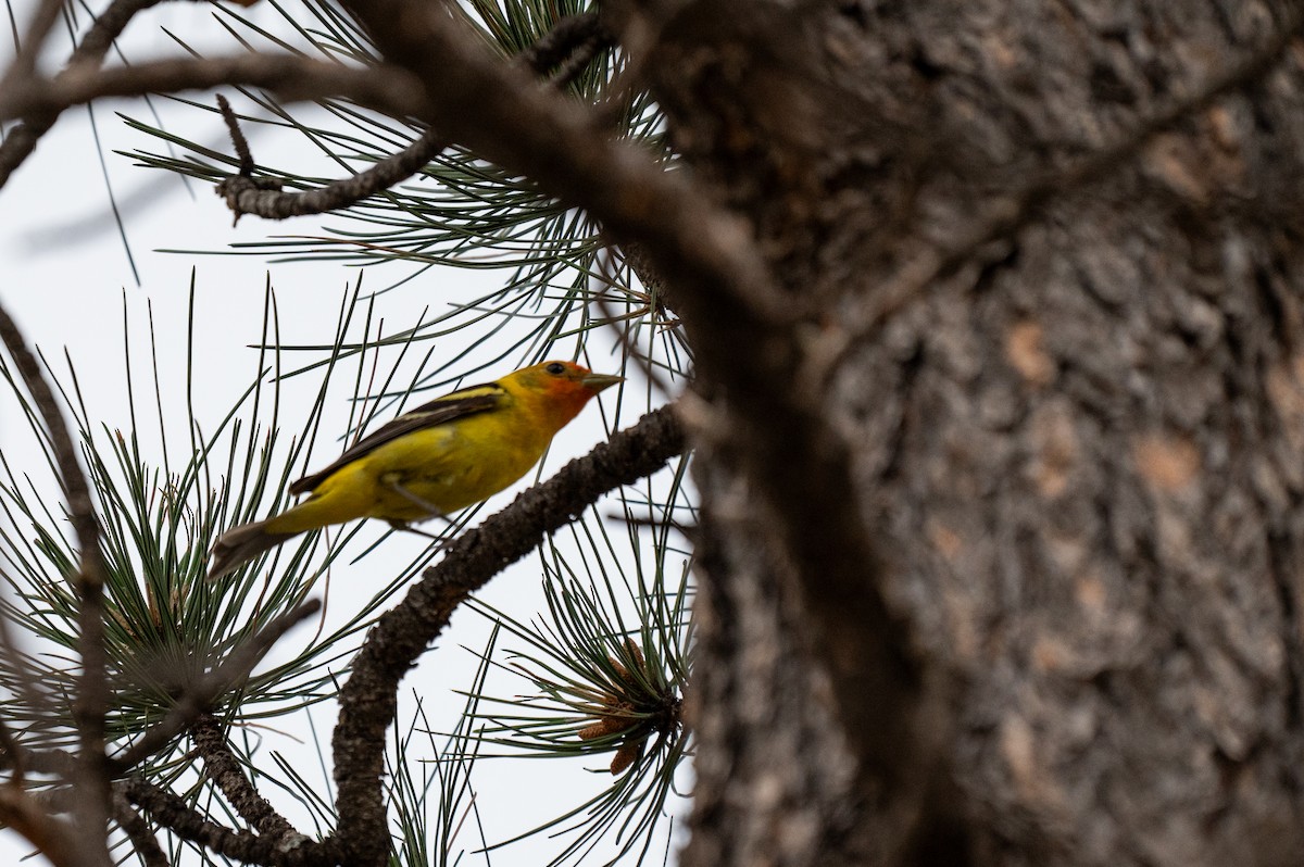 Western Tanager - ML620473901