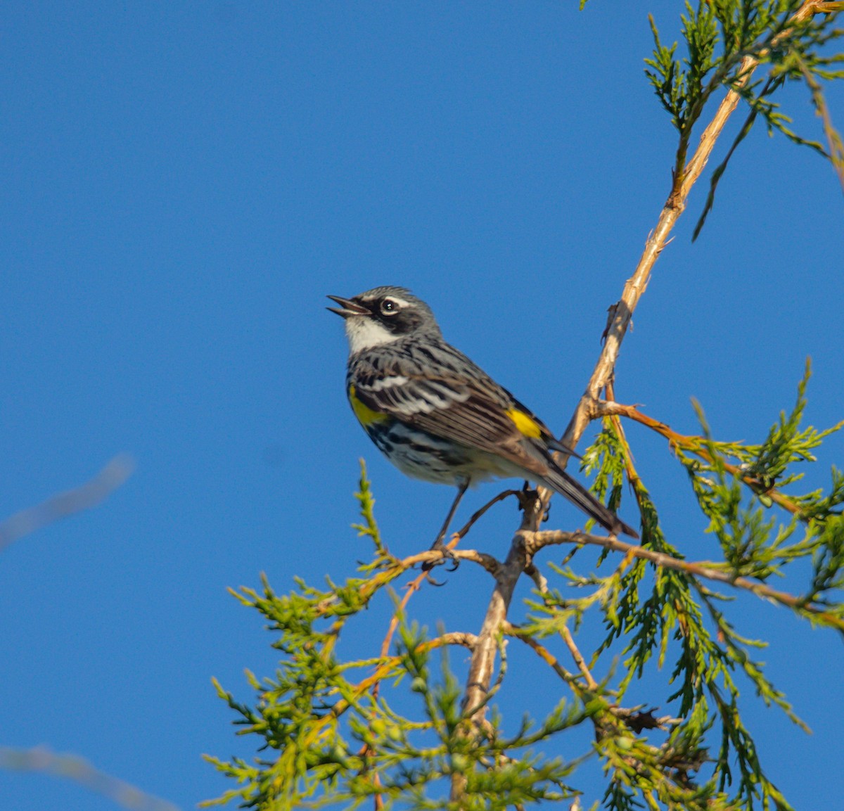 Yellow-rumped Warbler - Hin Ki  & Queenie  Pong