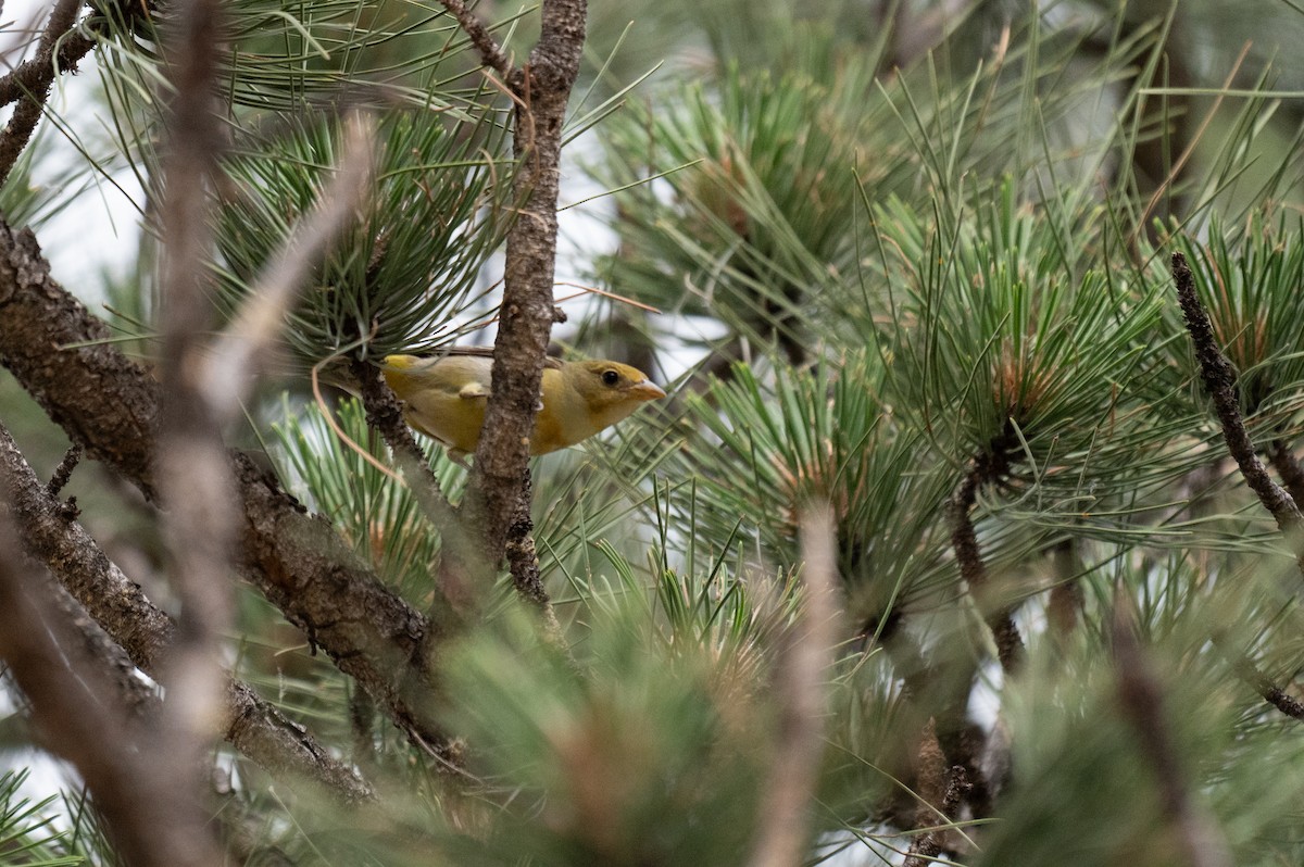 Western Tanager - Isaac Boardman