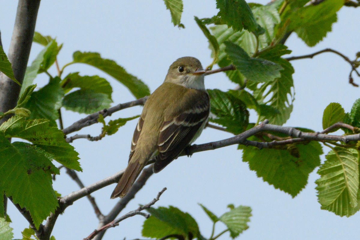 Alder Flycatcher - ML620473906