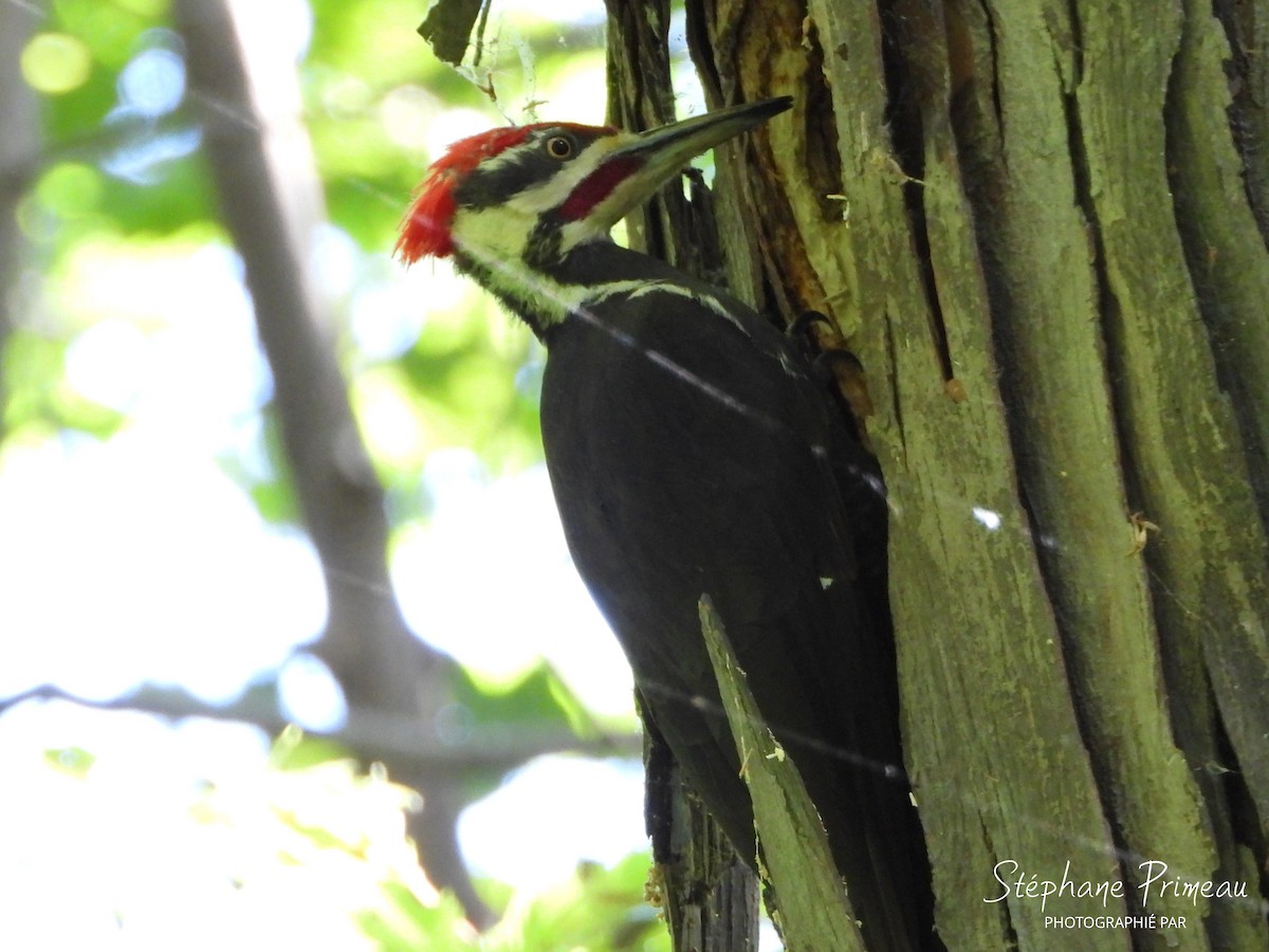 Pileated Woodpecker - ML620473907