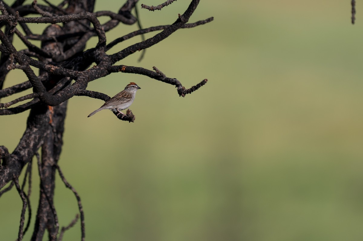 Chipping Sparrow - ML620473911