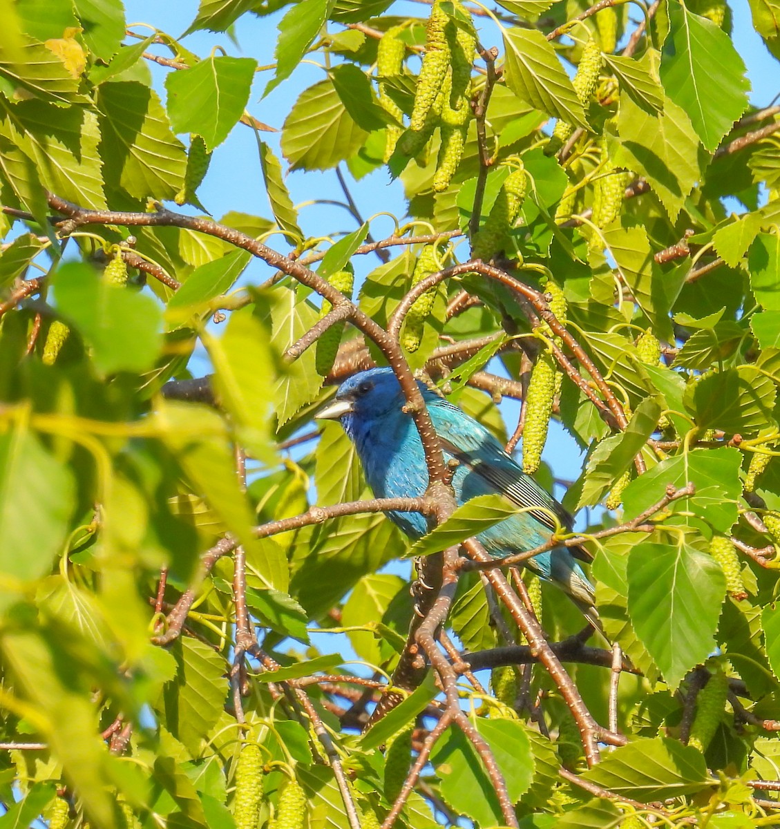 Indigo Bunting - ML620473916