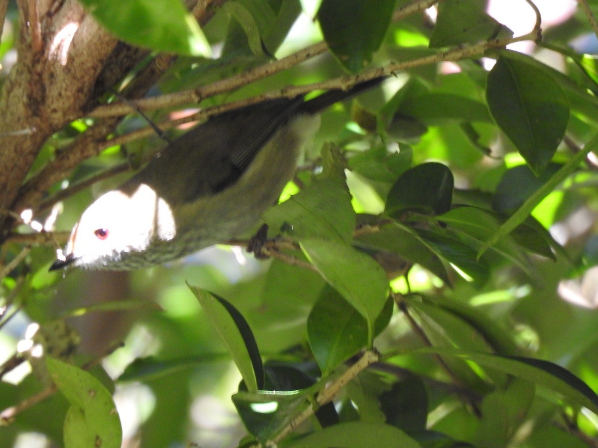 Brown Thornbill - ML620473918