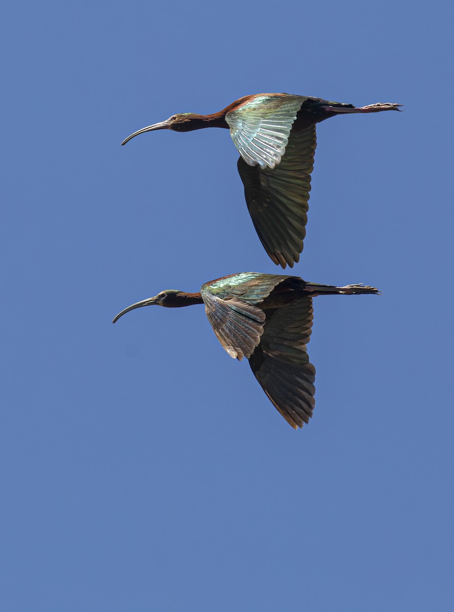 Ibis à face blanche - ML620473921