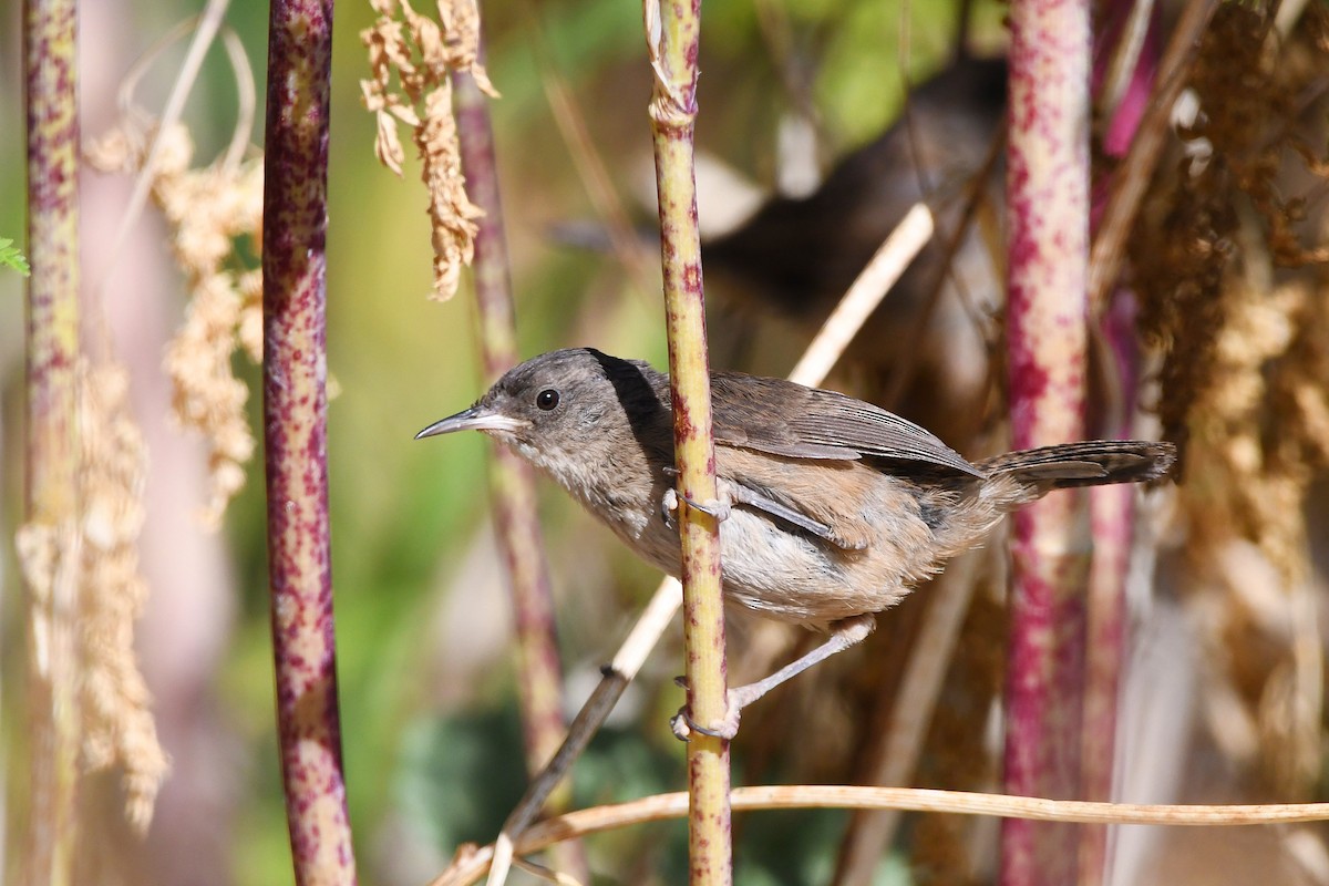 Marsh Wren - ML620473923