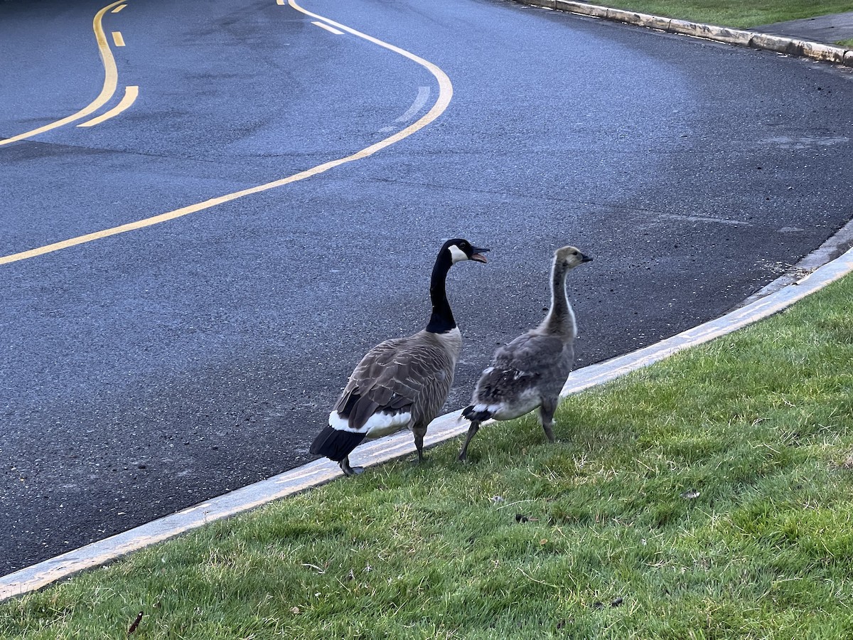 Canada Goose - ML620473926