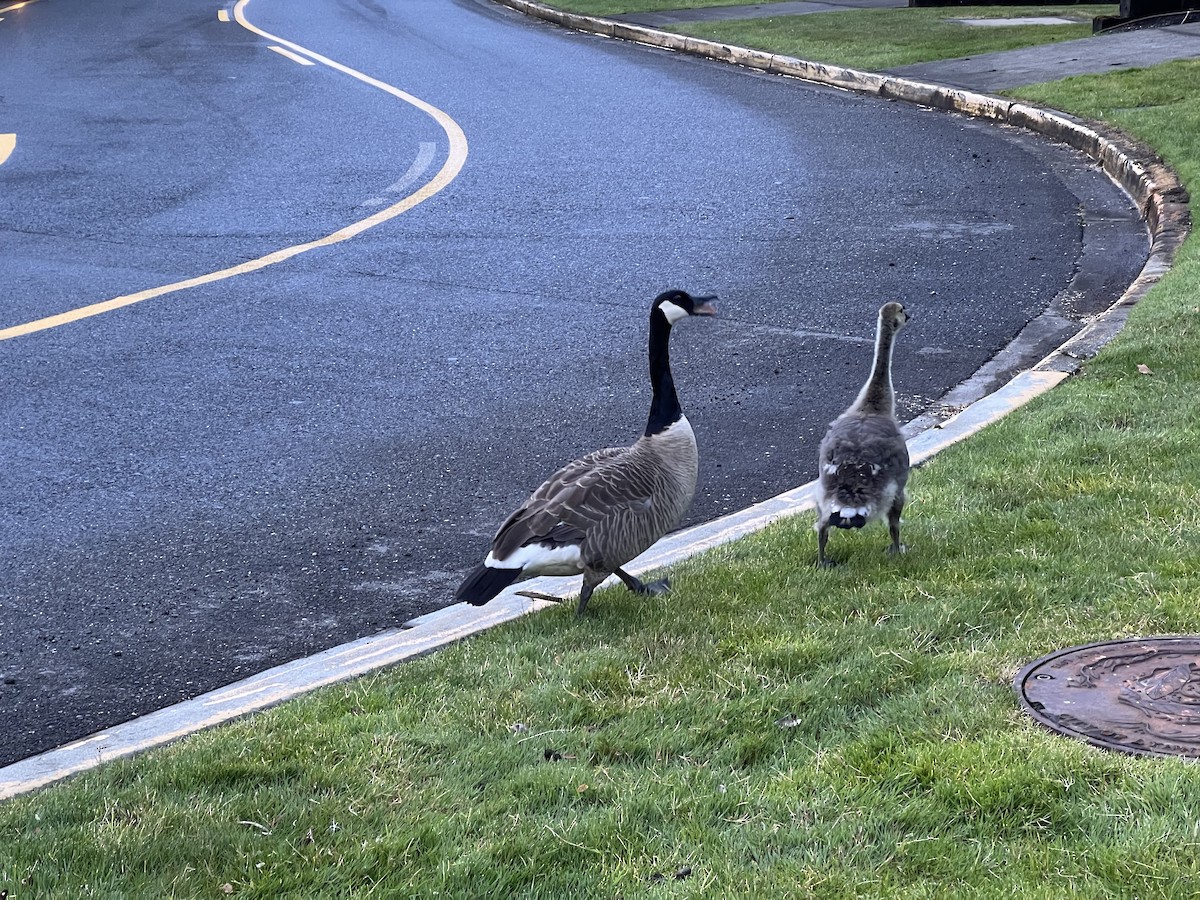 Canada Goose - ML620473927