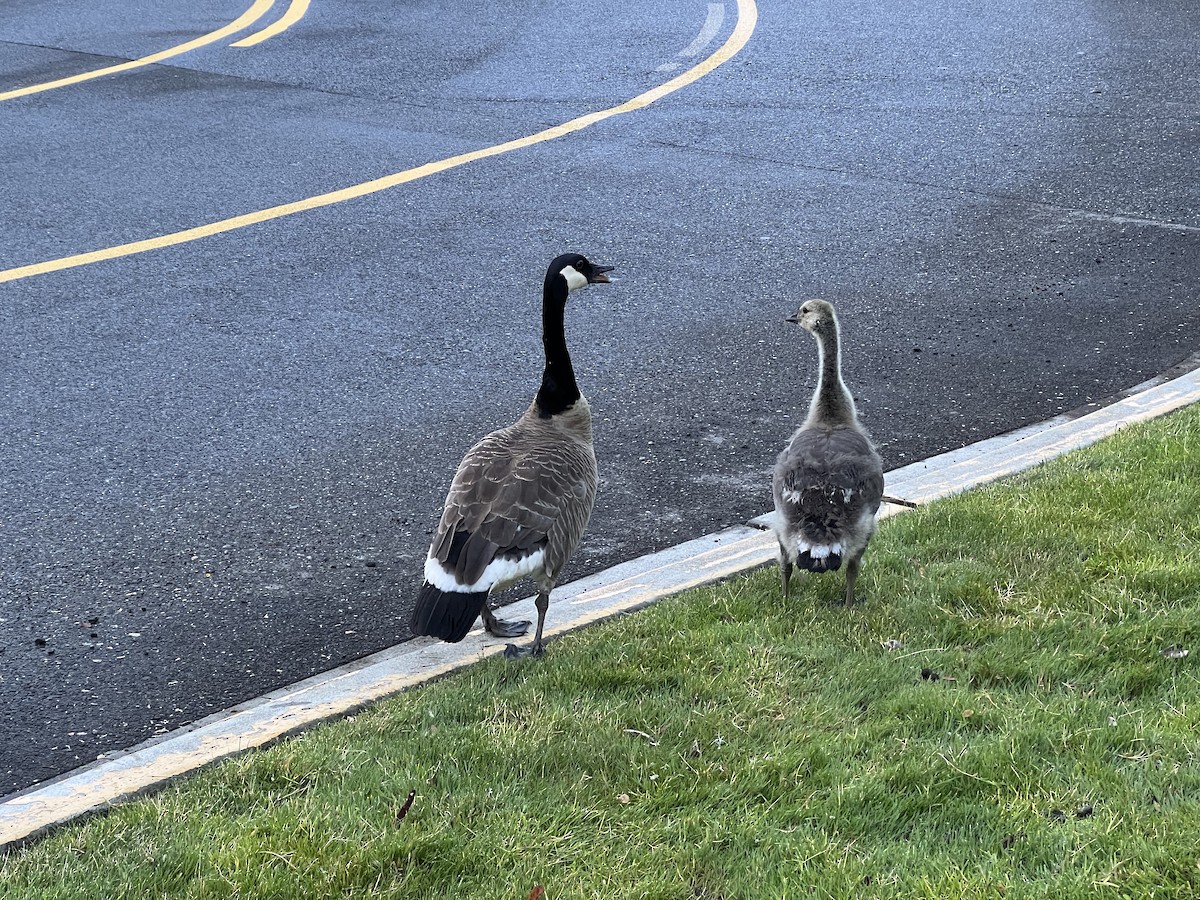 Canada Goose - ML620473928