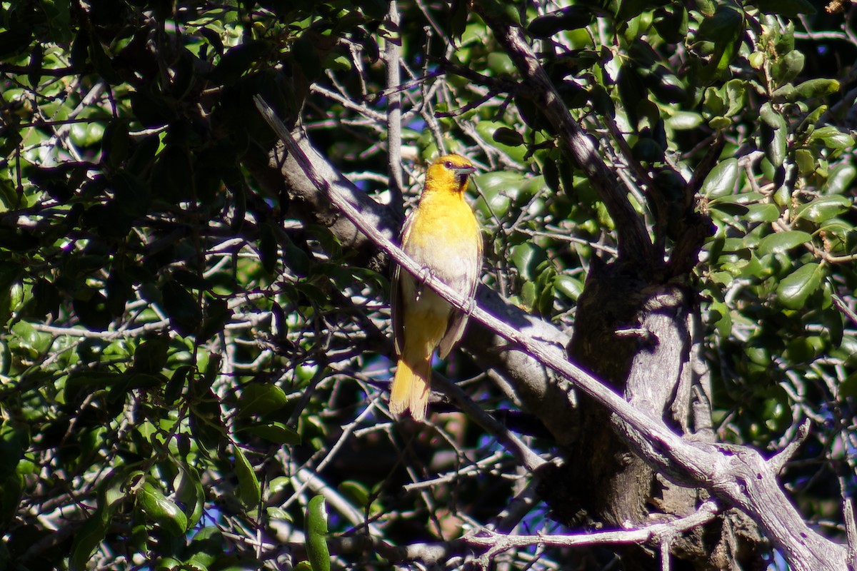 Bullock's Oriole - ML620473929