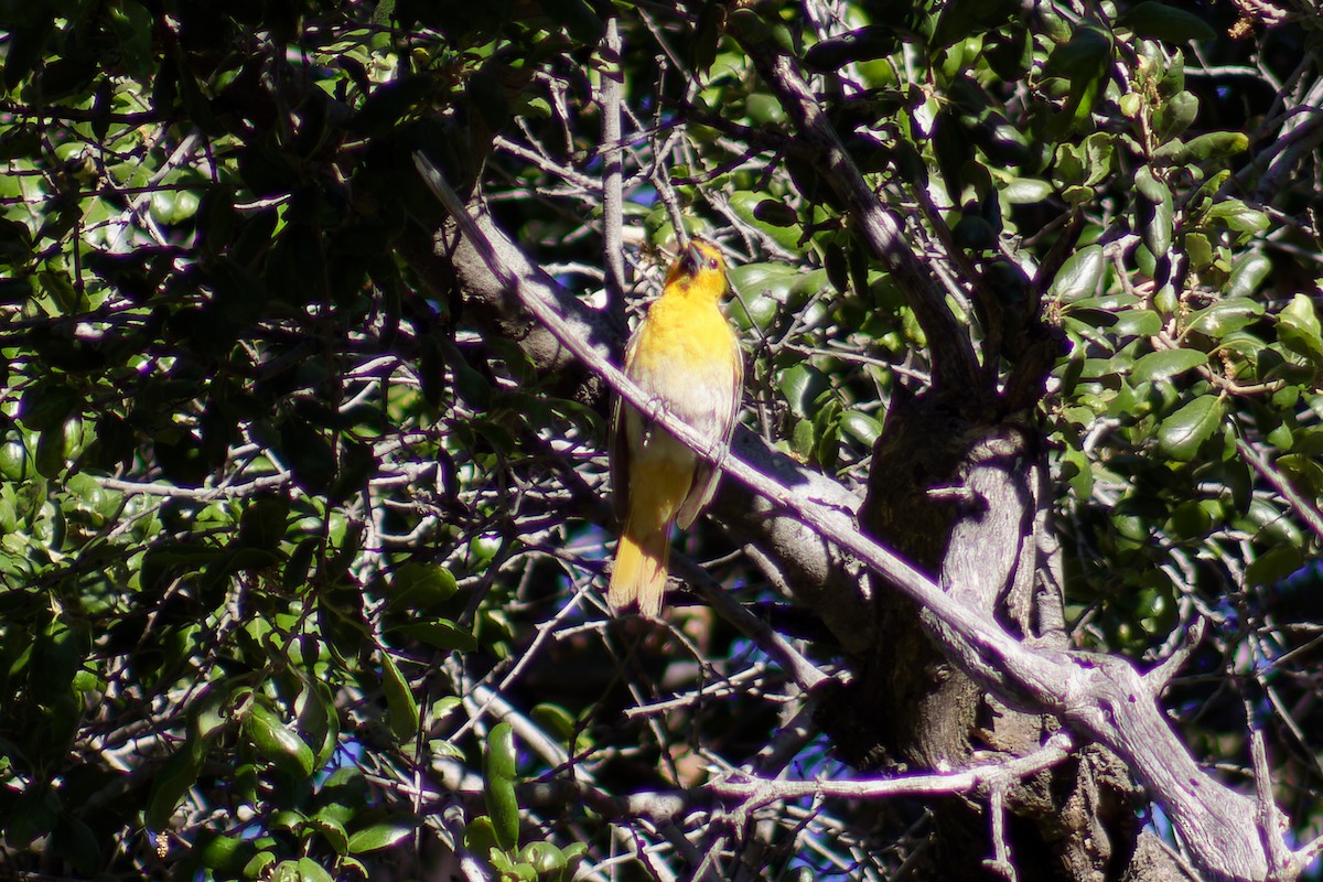 Bullock's Oriole - ML620473931