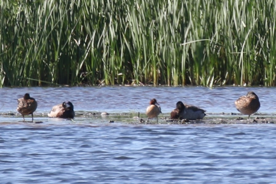 小水鴨(carolinensis) - ML620473937