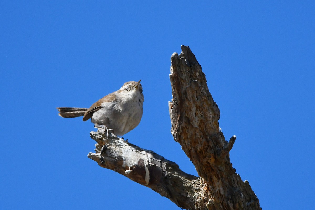 Bewick's Wren - phil chen