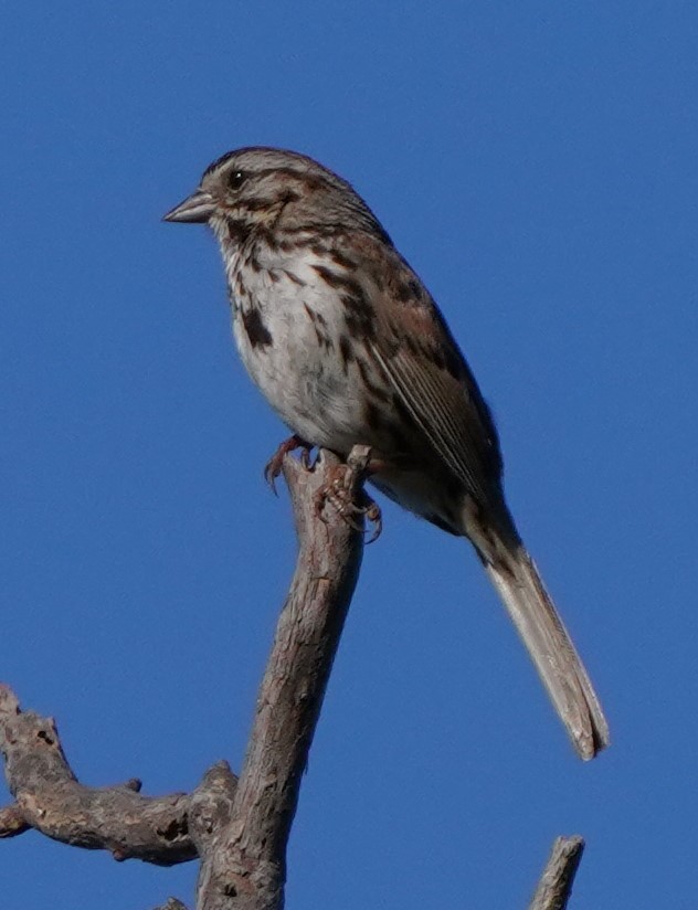 Song Sparrow - ML620473943