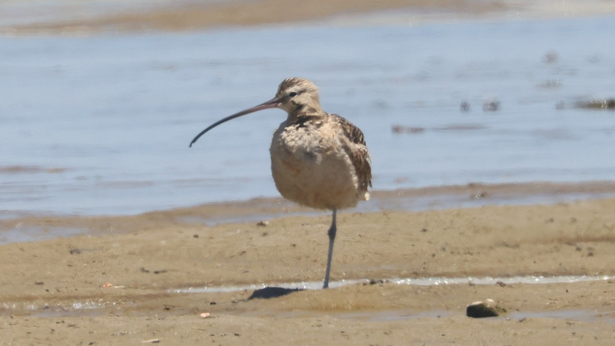 Long-billed Curlew - ML620473950