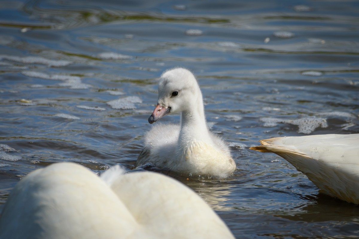 Trumpeter Swan - ML620473956