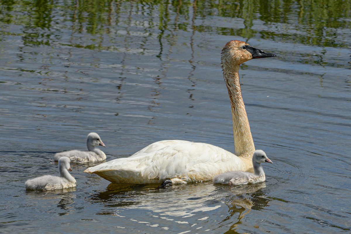 Trumpeter Swan - ML620473957