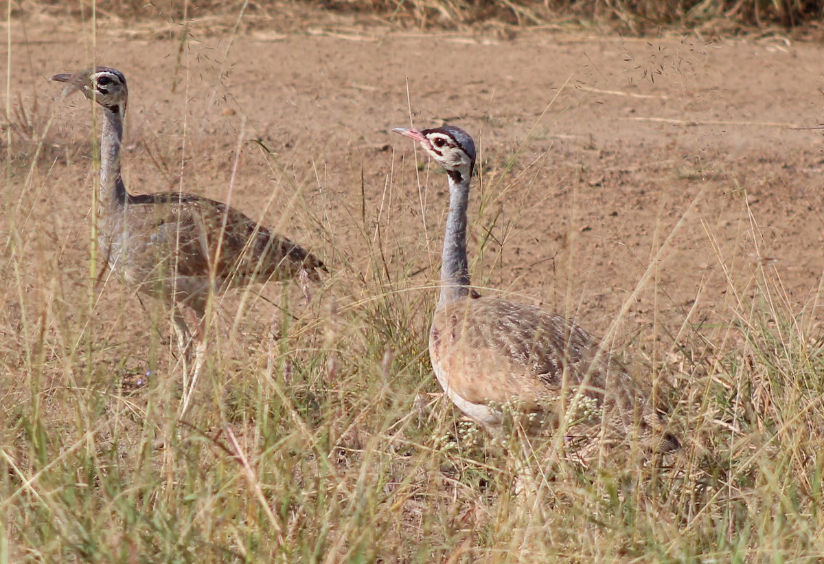 White-bellied Bustard - ML620473960